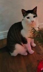 Reunited Male Cat last seen Nellis Afb, Nellis Air Force Base, NV 89115