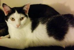 Reunited Female Cat last seen Sea Castle Hotel, New Port Richey, FL 34652