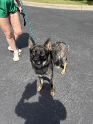 Found/Stray Female Dog last seen Jo Ann Ln. behind the public storage place and going over to Race City Animal hosp., Mooresville, NC 28117