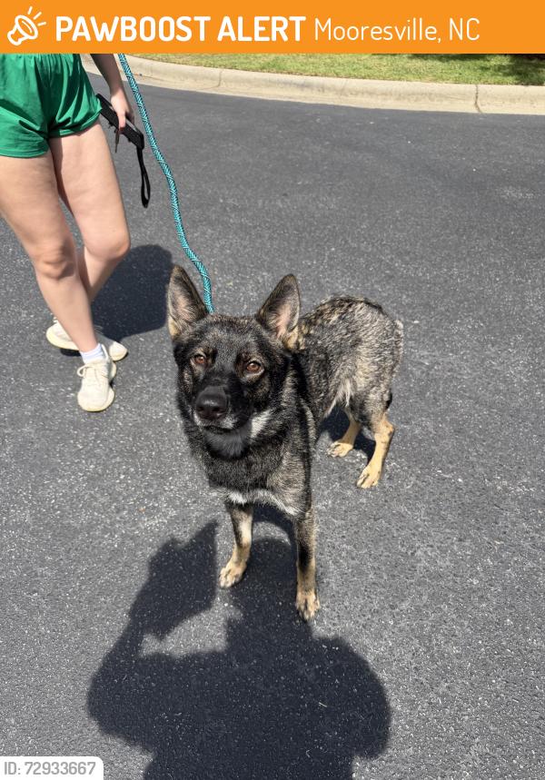 Found/Stray Female Dog last seen Jo Ann Ln. behind the public storage place and going over to Race City Animal hosp., Mooresville, NC 28117