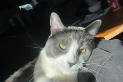 Reunited Male Cat last seen Near S Andes Way, Aurora, CO 80013, USA, Aurora, CO 80013