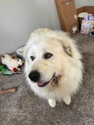 Reunited Unknown Dog last seen In Edgewood park addition off Washington center , Fort Wayne, IN 46818