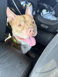 Found/Stray Male Dog last seen Manistee Ranch, Glendale, AZ 85301