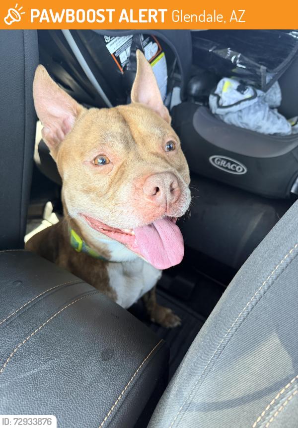 Found/Stray Male Dog last seen Manistee Ranch, Glendale, AZ 85301