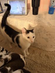 Lost Male Cat last seen Slanting Bridge near the Landing , Lake Norman of Catawba, NC 28673