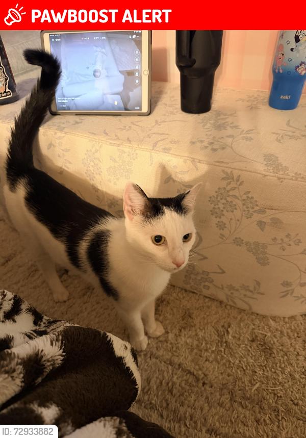 Lost Male Cat last seen Slanting Bridge near the Landing , Lake Norman of Catawba, NC 28673