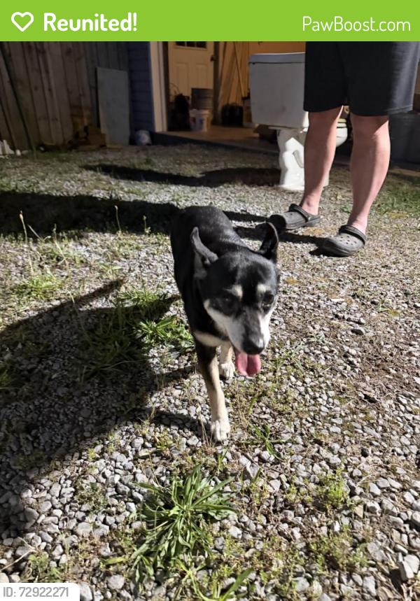 Reunited Female Dog last seen Hwy 127, Dunlap, TN 37327
