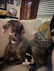 Reunited Female Dog last seen gladys, Slidell, LA 70460
