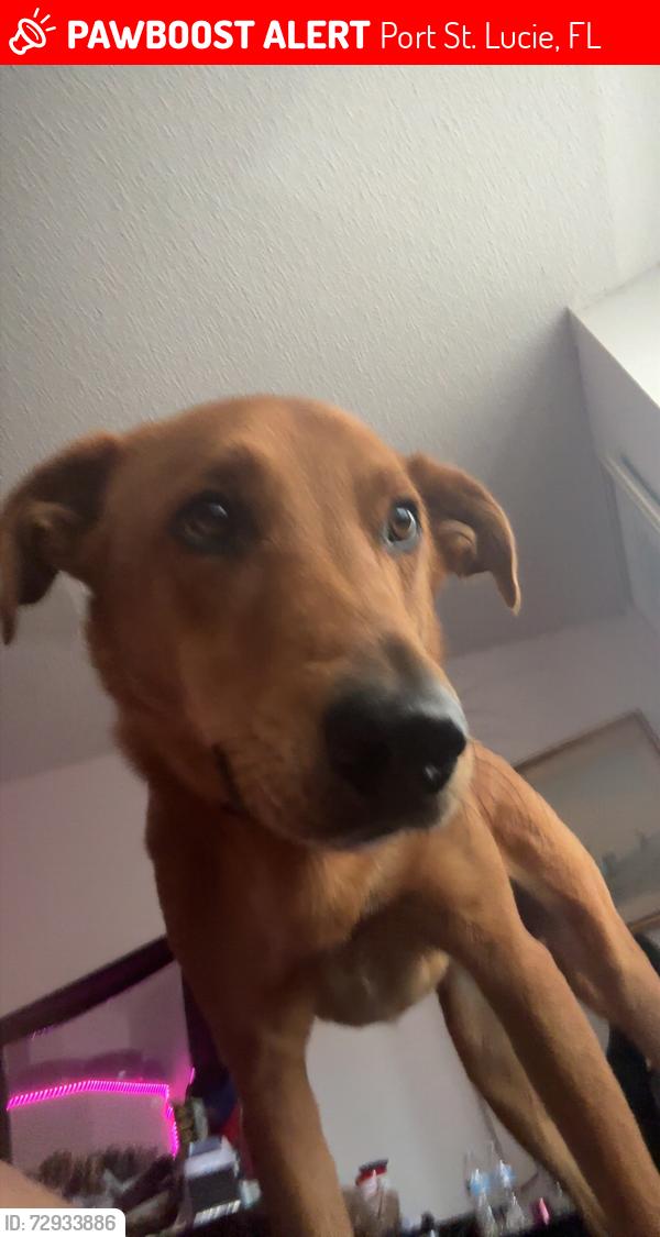 Lost Male Dog last seen chaloupe and bay harbor, Port St. Lucie, FL 34983