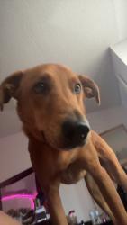 Lost Male Dog last seen chaloupe and bay harbor, Port St. Lucie, FL 34983