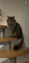 Reunited Female Cat last seen park ct and park ave , Santa Clara, CA 95050