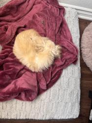 Reunited Male Dog last seen Durham/ Elkhorn , Las Vegas, NV 89131