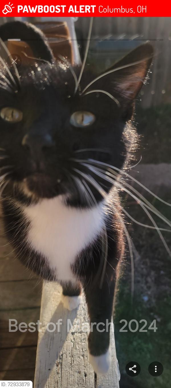 Lost Male Cat last seen Catherine and Walsh, Columbus, OH 43223