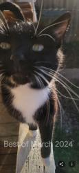 Lost Male Cat last seen Catherine and Walsh , Columbus, OH 43223