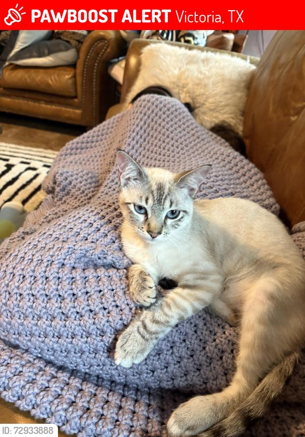 Lost Male Cat last seen Terra vista neighborhood , Victoria, TX 77904