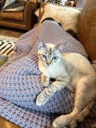 Lost Male Cat last seen Terra vista neighborhood , Victoria, TX 77904