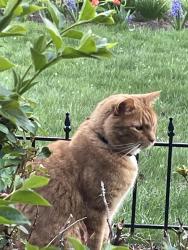 Reunited Male Cat last seen Brigade & Regiment near Wertzville Rd, Enola, PA 17025