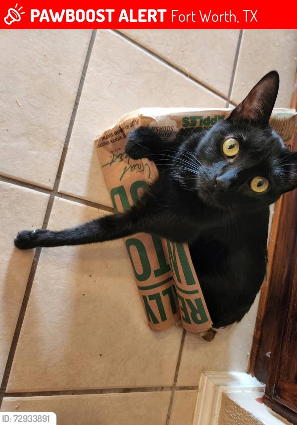 Lost Female Cat last seen Long pointe ave, Fort Worth, TX 76108