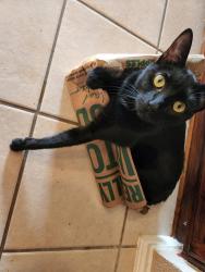 Lost Female Cat last seen Long pointe ave, Fort Worth, TX 76108