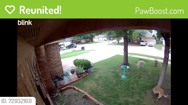 Reunited Unknown Dog last seen Misty Mountain , Fort Worth, TX 76140
