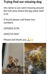 Lost Male Dog last seen Near 6th, Holt, AL 35404