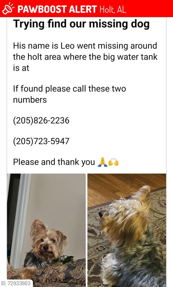 Lost Male Dog last seen Near 6th, Holt, AL 35404