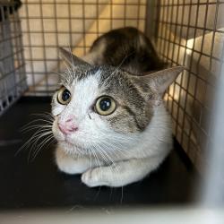 Shelter Stray Unknown Cat last seen Mission Bay, San Diego, CA, 92109, San Diego, CA 92110