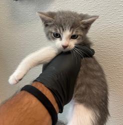 Shelter Stray Male Cat last seen Churchward Avenue, San Diego, CA, 92114, San Diego, CA 92110