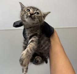 Shelter Stray Female Cat last seen 36th Street, San Diego, CA, 92113, San Diego, CA 92110