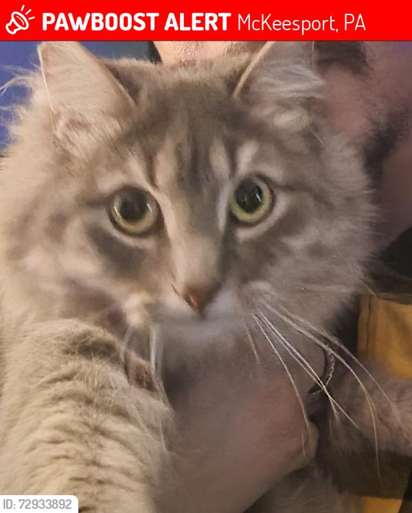 Lost Female Cat last seen Romine Avenue, McKeesport, PA 15133