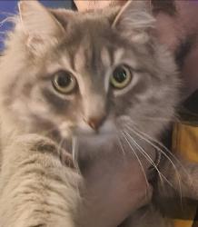 Lost Female Cat last seen Romine Avenue, McKeesport, PA 15133