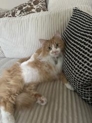 Reunited Male Cat last seen Fillmore & Grand, St. Louis, MO 63116