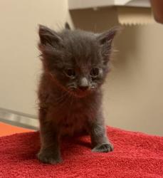 Shelter Stray Female Cat last seen Chestnut Street, LIVERMORE, CA, 94551, Oakland, CA 94621