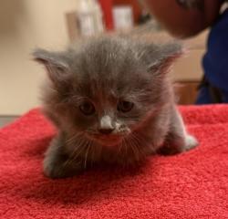 Shelter Stray Female Cat last seen Chestnut Street, LIVERMORE, CA, 94551, Oakland, CA 94621