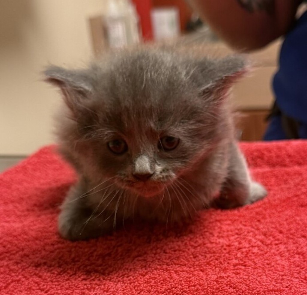 Shelter Stray Female Cat last seen Chestnut Street, LIVERMORE, CA, 94551, 8323 Baldwin St, Oakland, CA 94621, USA