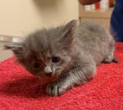 Shelter Stray Female Cat last seen Chestnut Street, LIVERMORE, CA, 94551, Oakland, CA 94621