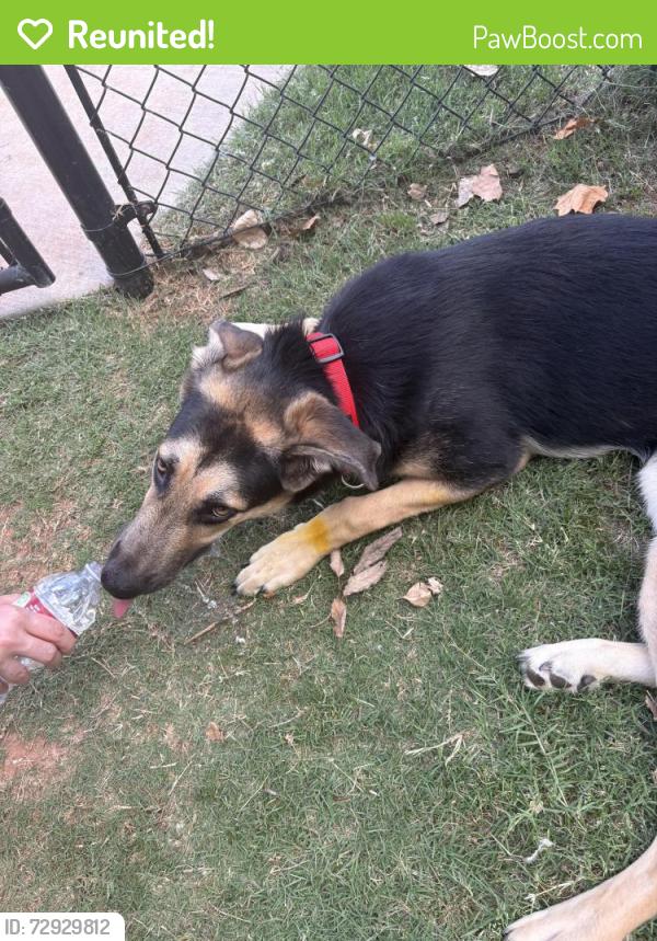 Reunited Female Dog last seen Edmond memorial high school , Edmond, OK 73013