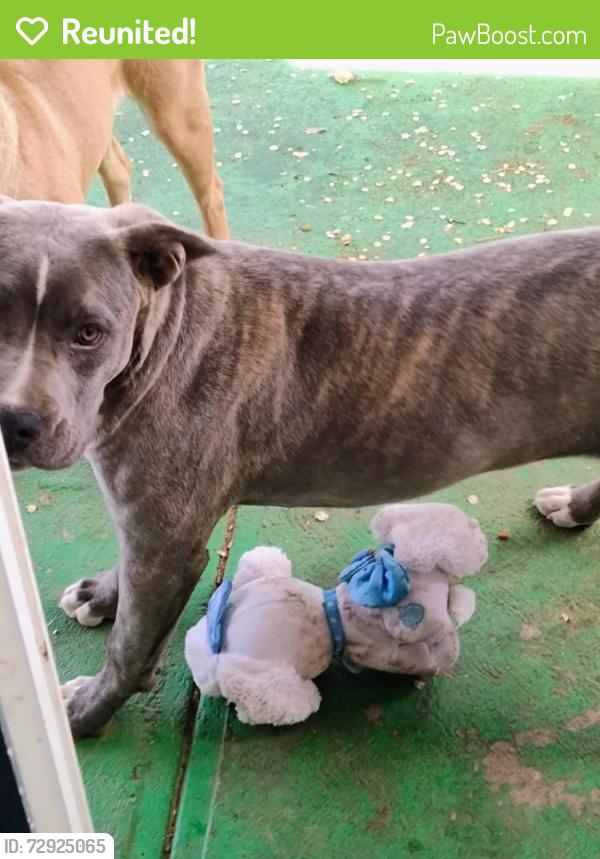 Reunited Female Dog last seen Willow, Hesperia, CA 92345