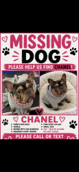 Reunited Female Dog last seen Mississippi st , Portland, OR 97217