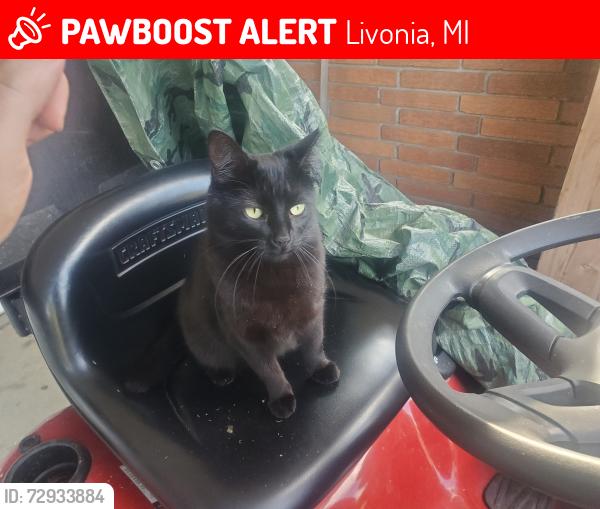 Lost Female Cat last seen Wayne rd and joy rd, Livonia, MI 48185