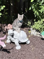 Reunited Male Cat last seen Gushue St, Hayward, CA 94544, USA, Hayward, CA 94544