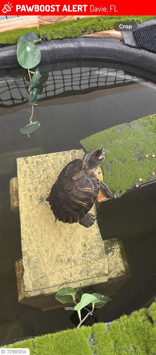 Lost Unknown Reptile last seen 145th ave and 21st street , Davie, FL 33325