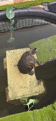 Lost Unknown Reptile last seen 145th ave and 21st street , Davie, FL 33325