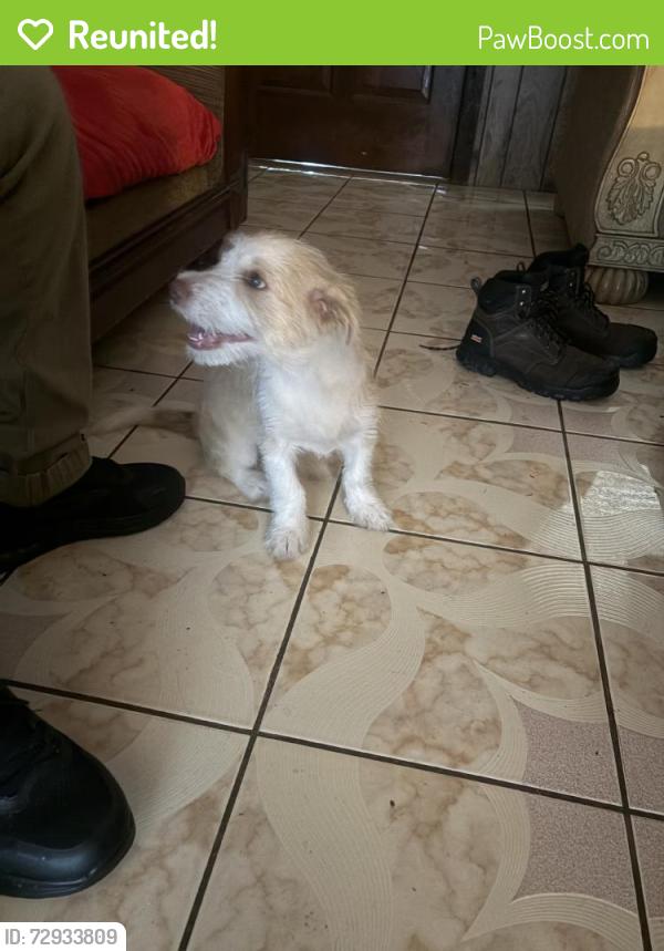 Reunited Male Dog last seen Near Blueberry Ln, Pasadena, TX 77502, USA, Pasadena, TX 77502