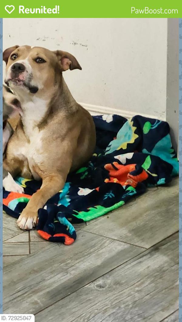 Reunited Female Dog last seen Willow, Hesperia, CA 92345