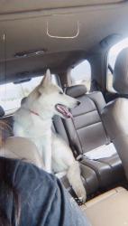 Reunited Female Dog last seen Newport and Murrieta, Menifee, CA 92584