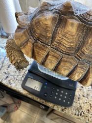 Lost Male Reptile last seen East Dewey Robbins rd and Thomas Allen Rd, Lake County, FL 34737
