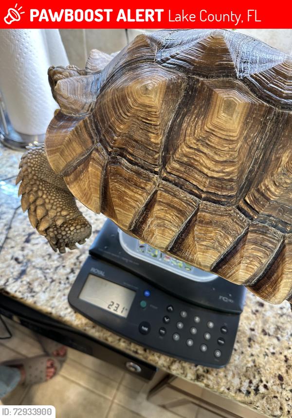 Lost Male Reptile last seen East Dewey Robbins rd and Thomas Allen Rd, Lake County, FL 34737