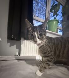 Lost Female Cat last seen Marriotts way by the oak tree , Aylsham, England 