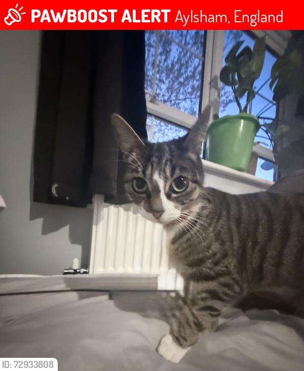 Lost Female Cat last seen Marriotts way by the oak tree , Aylsham, England 